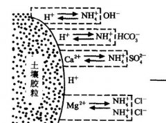 施用碳酸氫銨為什么要強調(diào)深施覆土？