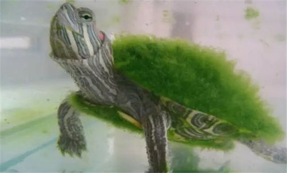 綠毛龜的制作方法