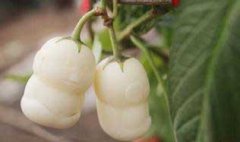 栽培人參果的整地施肥、定植與追肥和澆水問題