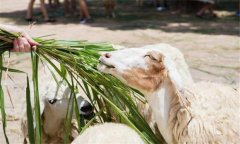 玉米秸稈可直接飼喂畜禽嗎？玉米秸稈如何發(fā)酵