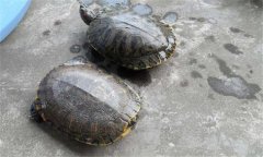 甲魚(yú)和王八一樣嗎？甲魚(yú)的生長(zhǎng)周期是多少天