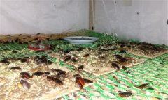 土鱉蟲的養(yǎng)殖方法 幼蟲飼養(yǎng)與溫度、濕度管理等