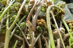 野菜中的蕨菜有營養(yǎng)嗎？