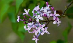 丁香花什么時(shí)候開(kāi)花？丁香花的功效與作用