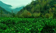 祁門紅茶的產(chǎn)地是哪里？祁門紅茶的沖泡方法