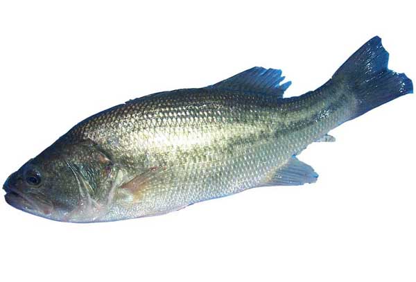 鱸魚(yú)養(yǎng)殖方法