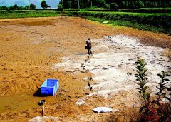 怎樣用生石灰、漂白粉、茶枯和巴豆給魚塘消毒