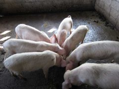 如何降低養(yǎng)豬成本？降低豬飼養(yǎng)成本的30個竅門
