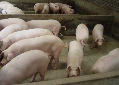 豬藍(lán)耳病如何鑒別？豬藍(lán)耳病的癥狀及治療方法