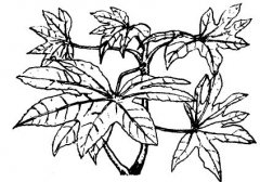怎樣養(yǎng)護(hù)八角金盤(pán)？