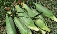糯玉米如何進行水肥管理？糯玉米種植技術(shù)要點