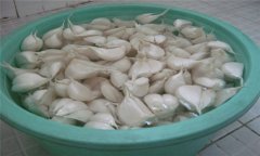 大蒜如何播種？大蒜種植技術(shù)與田間管理方法