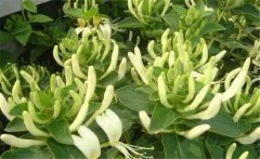 金銀花美容養(yǎng)顏嗎？介紹兩個(gè)金銀花的養(yǎng)顏妙方
