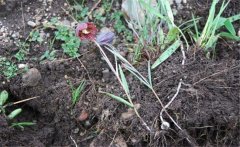 川貝母產(chǎn)地是哪里？川貝母的用法、用量與禁忌