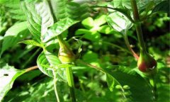 牛膝的用法用量、臨床應(yīng)用及用藥注意事項(xiàng)