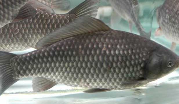 鯽魚的養(yǎng)殖密度、品種搭配、飼料選擇