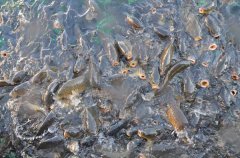 池塘魚類安全越冬方面行之有效的經驗和措施