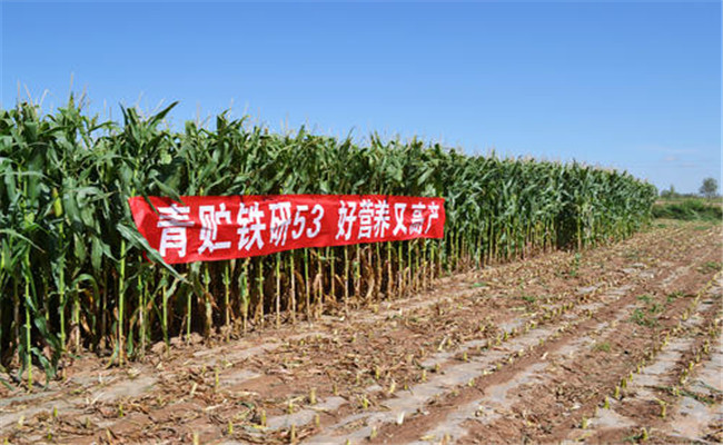 青貯玉米的栽培技術要點