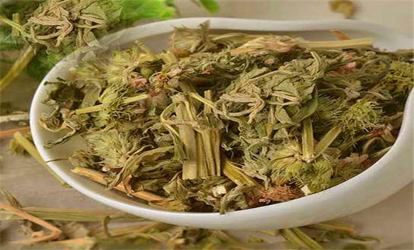 益母草的用法、用量與禁忌