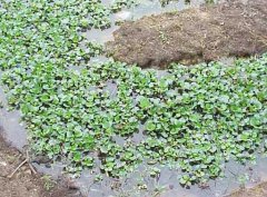 水溫、ph值對鱔魚養(yǎng)殖的影響
