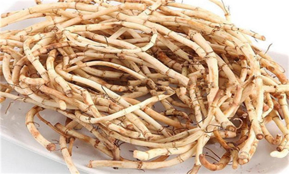魚腥草的用法、用量與禁忌