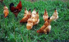 肉雞光照管理方法、光照方案選擇與強(qiáng)度要求