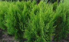 側(cè)柏樹簡介 側(cè)柏樹的生態(tài)習(xí)性與種類、分布