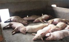 豬黃脂病的病因有哪些？豬黃脂病如何預(yù)防？