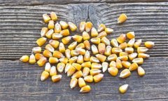 如何鑒別帶病的玉米種子、水稻和大豆種子