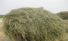 優(yōu)質(zhì)青干草應(yīng)具備哪些條件，如何評(píng)定其質(zhì)量
