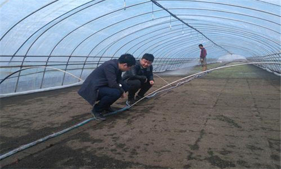 大棚番茄、水稻栽培模式的收益情況