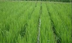 水稻遭遇高溫?zé)岷υ趺崔k，有何補(bǔ)救技術(shù)措施？