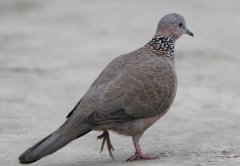 斑鳩吃什么食物？
