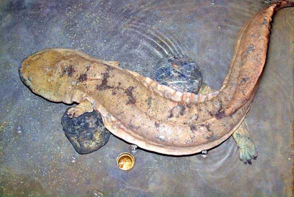 娃娃魚(yú)的養(yǎng)殖技術(shù)