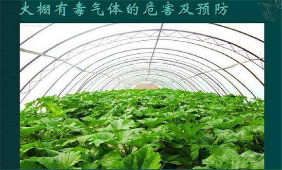 應如何防止棚室內(nèi)有害氣體的危害