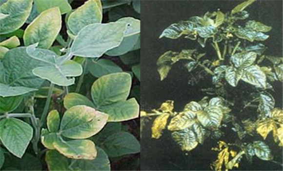 如何判斷植物缺少氮、磷、鉀元素