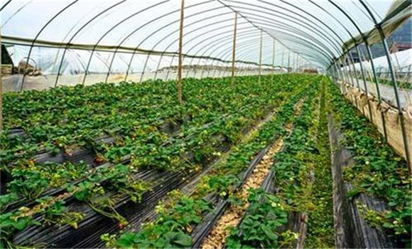 大棚要控制適宜的溫、濕度