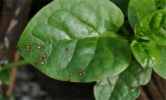木耳菜的常見(jiàn)病蟲(chóng)害有哪些？怎么防治？