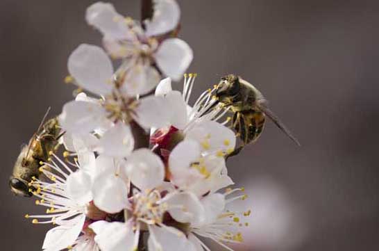 蜜蜂養(yǎng)殖技術