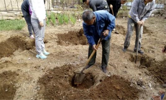 挖定植穴、施足底肥