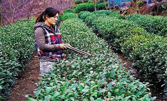 怎樣修剪茶樹(shù)？茶樹(shù)的修剪方法介紹