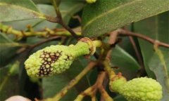 荔枝炭疽病的癥狀特征、防治方法及其發(fā)病規(guī)律