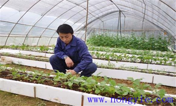 大棚番茄品種應(yīng)耐低溫、早熟