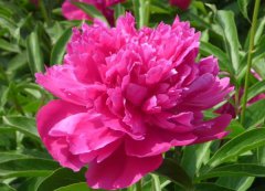 芍藥花的花語是什么？