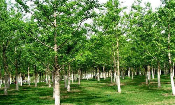 銀杏樹(shù)的種植方法