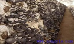 平菇子實(shí)體生長期的管理要點(diǎn)