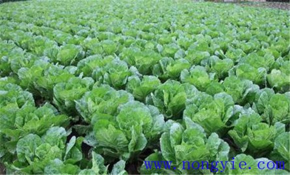 白菜施肥方法、用什么肥料