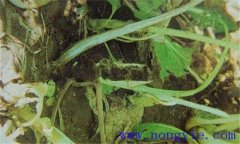 油菜軟腐病危害癥狀、病原 油菜軟腐病如何防治