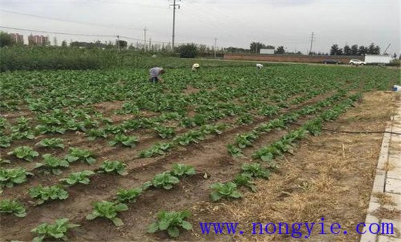 大白菜的間苗、除草