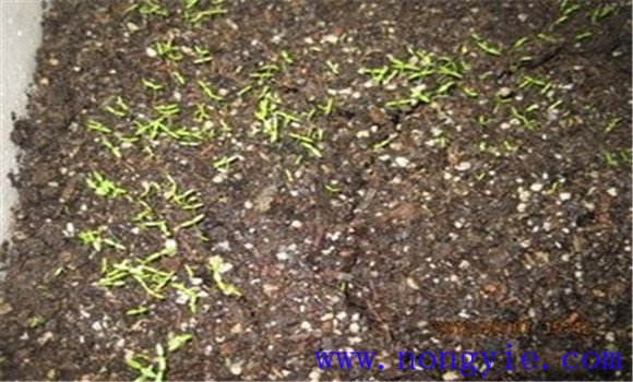 提高西芹發(fā)芽率，不要使用當(dāng)年的種子